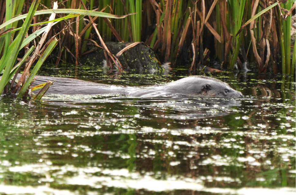 Recent Wildlife Sightings 7th - 13th September